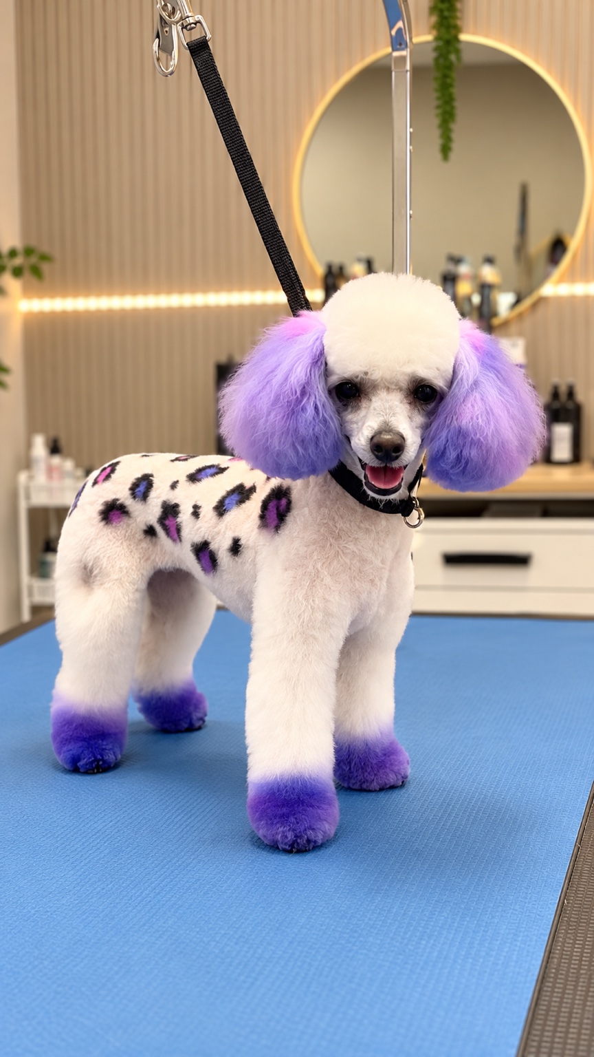Pawsh creative grooming: white poodle with purple ears, paws and colorful leopard spots